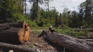 Best Tree and Shrub Care  in Eastport, ME