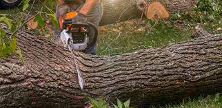 Best Tree Trimming and Pruning  in Eastport, ME