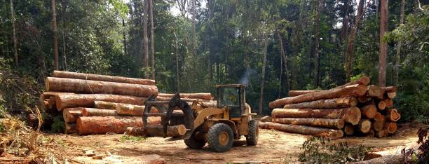 Eastport, ME Tree Care Company