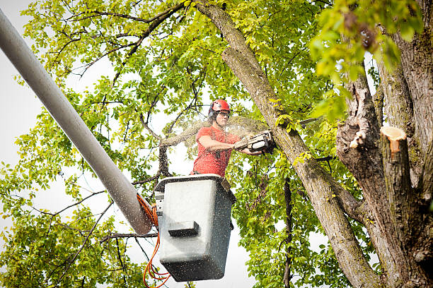 Professional Tree Care in Eastport, ME